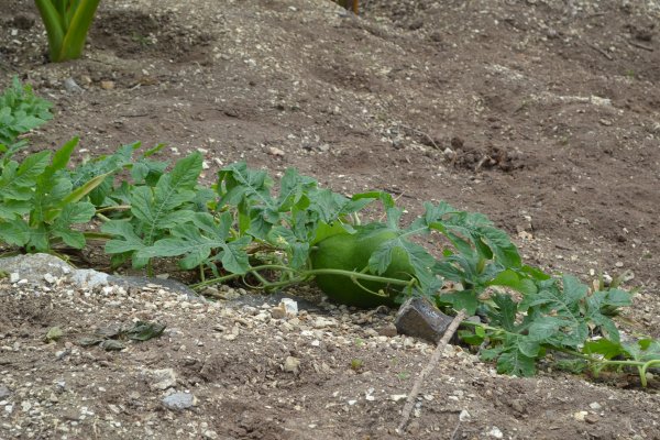 Watermelon plant